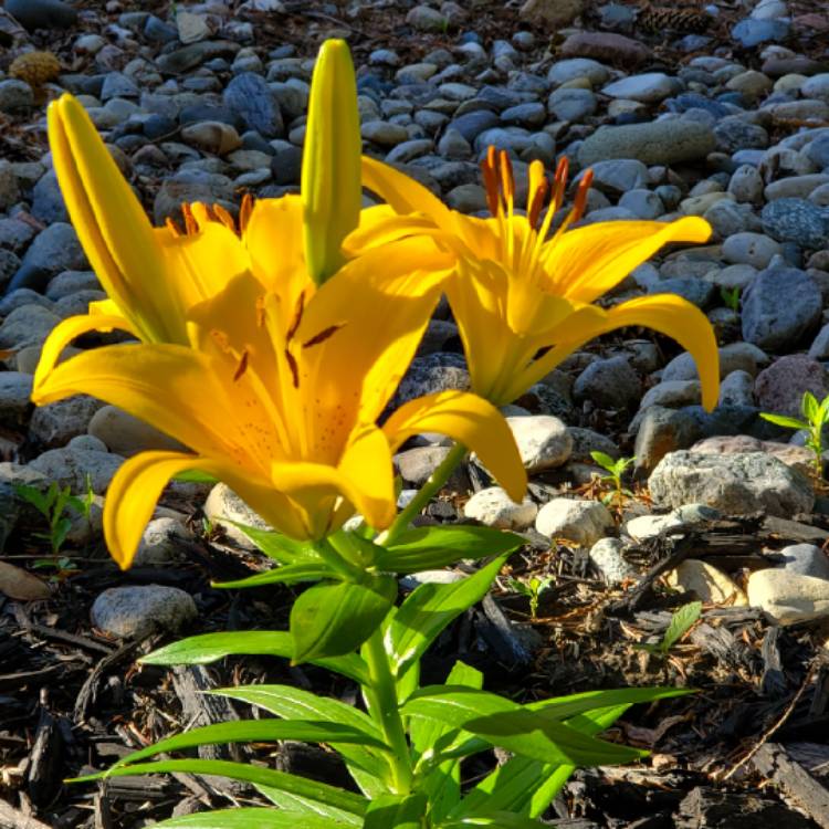 plant image 1113755