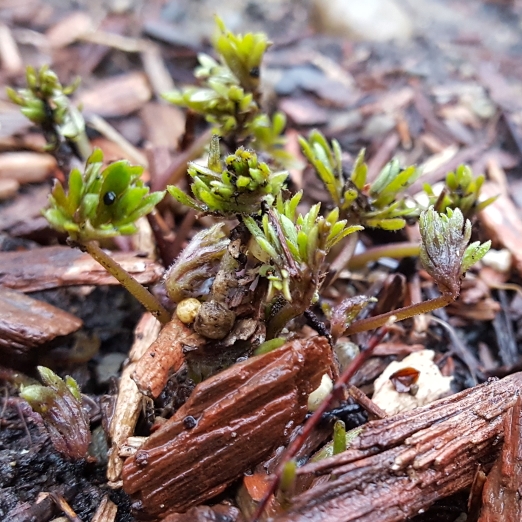 plant image 642942