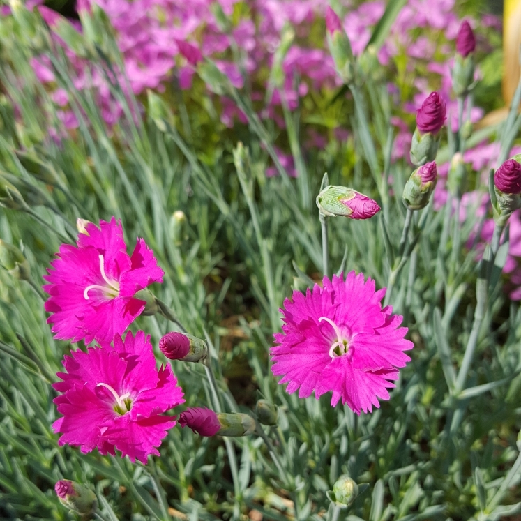 Plant image Dianthus Star™ Single 'Neon Star'