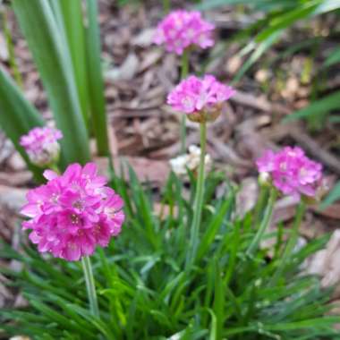 Armeria maritima 'Dusseldorfer Stolz'