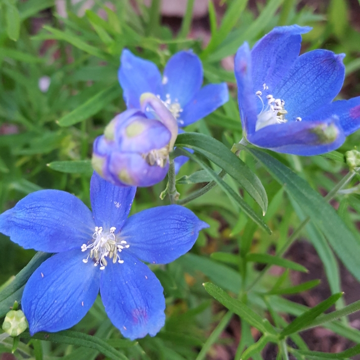 plant image 721956