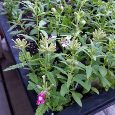B's garden