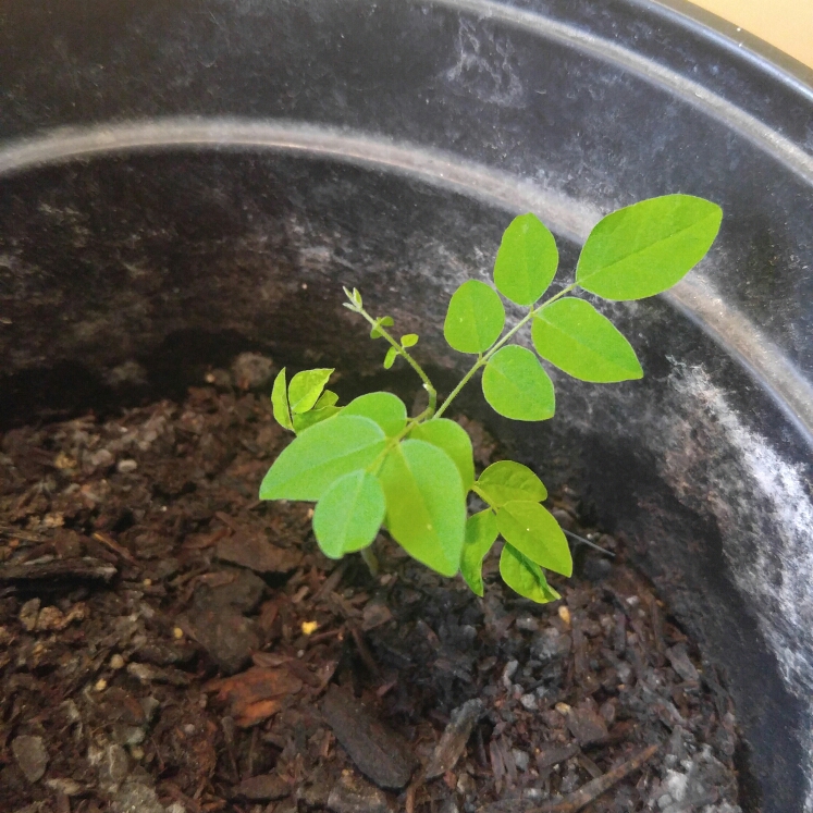 Plant image Averrhoa Carambola