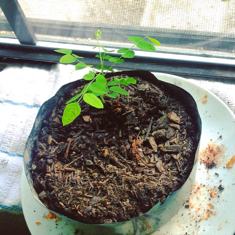plant image 262091