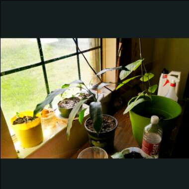 Talia's garden