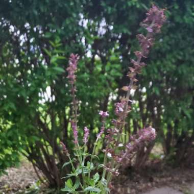 Salvia nemorosa 'New Dimension Rose'