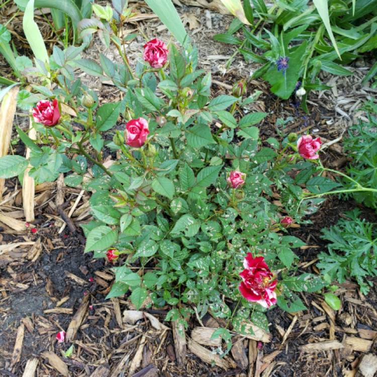 plant image 1335649