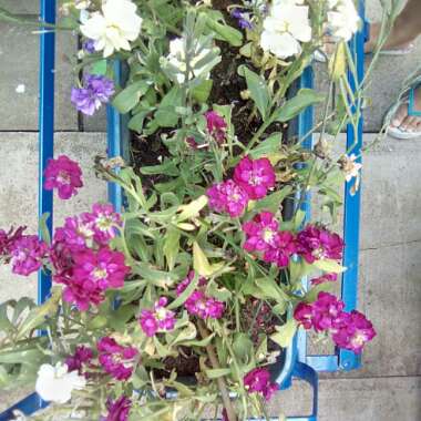 Erica's garden