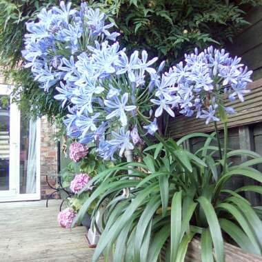 African Lily 'Stargazer'