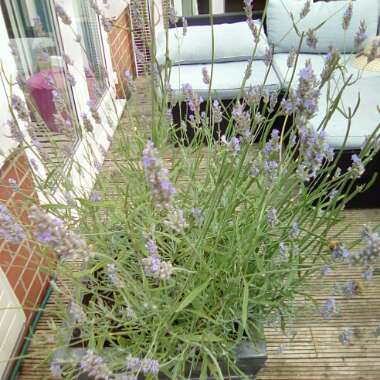 Lavender (Species) Lavender stoechas