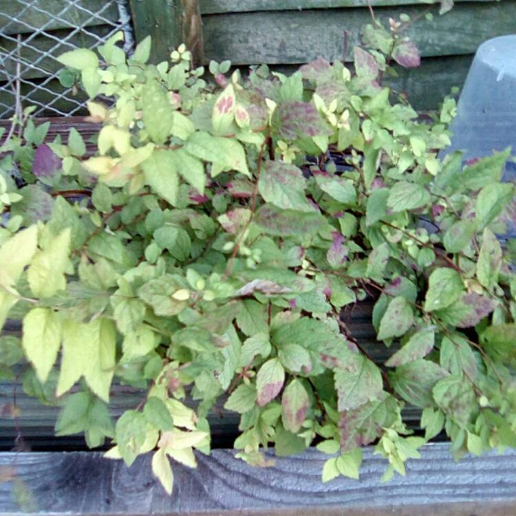 Plant image Spiraea japonica 'Firelight'
