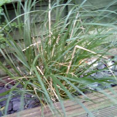 Pennisetum 'Hameln'