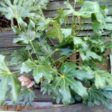 Castor Oil Plant