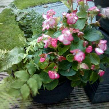 Erica's garden