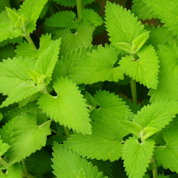 Plant image Nepeta 'Cataria'
