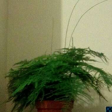 Foxtail Fern 'Myersii'