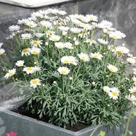 Erica's garden