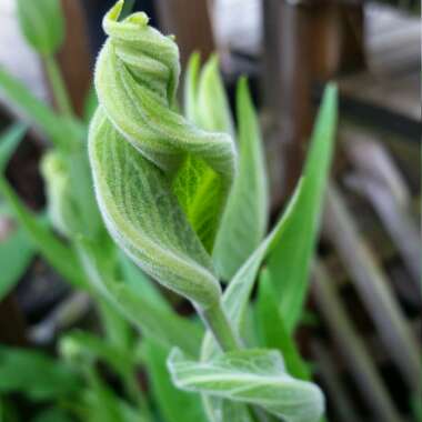 False Sunflower