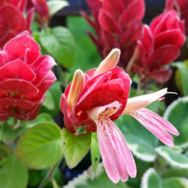 Shrimp plant