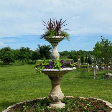 Kristen's garden