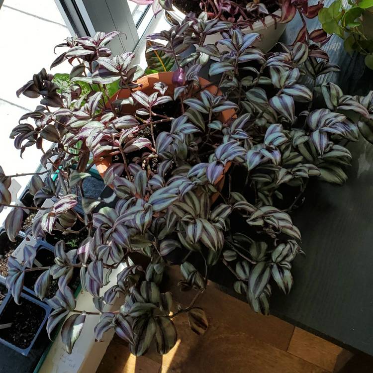 plant image 1404775 plant image 1404775