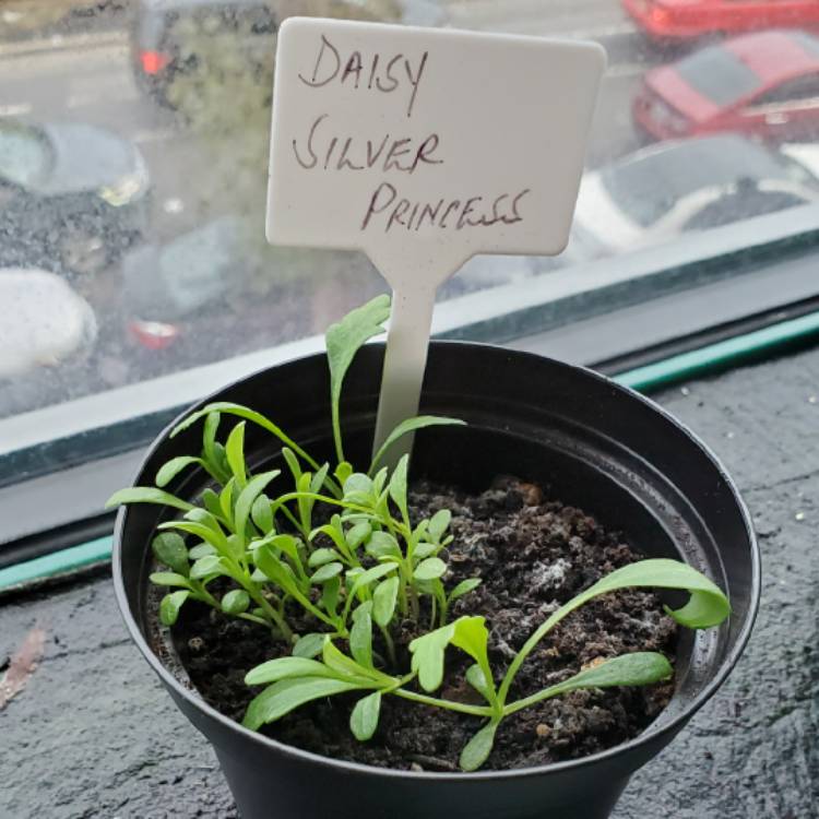 Plant image Leucanthemum x superbum 'Silver Princess'