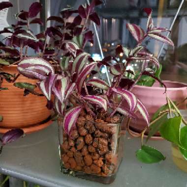 Silver Inch Plant