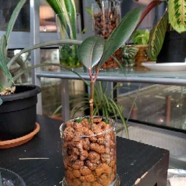 Rubber Tree