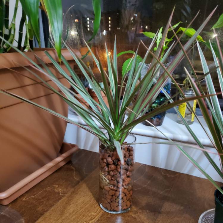 plant image 1428610