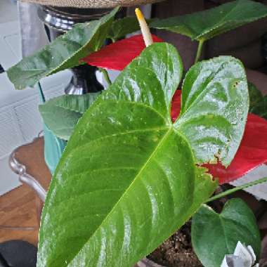 Flamingo Flower 'Princess Ariane Pride'