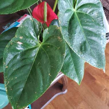 Flamingo Flower 'Princess Ariane Pride'