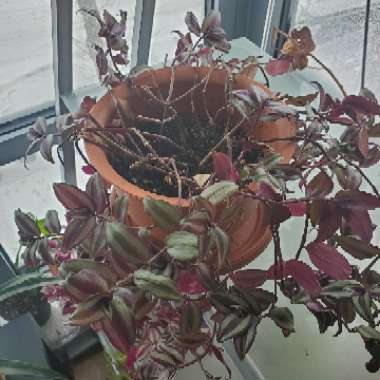 Silver Inch Plant