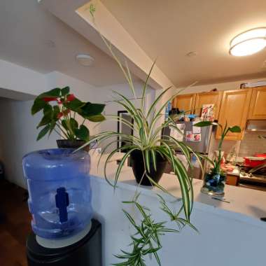 Spider Plant 'Bonnie'