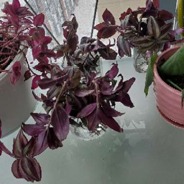 Silver Inch Plant