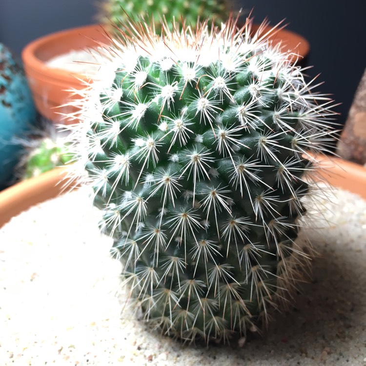 Plant image Mammillaria spinosissima f. rubrispina
