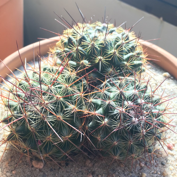 plant image 311911