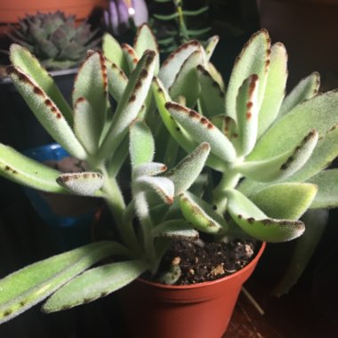 Kalanchoe tomentosa