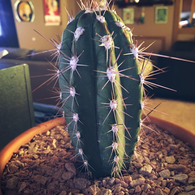 Plant image Stetsonia Coryne