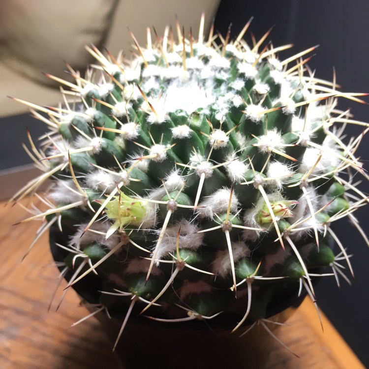 Plant image Mammillaria nejapensis