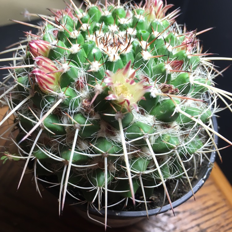 Plant image Mammillaria nejapensis