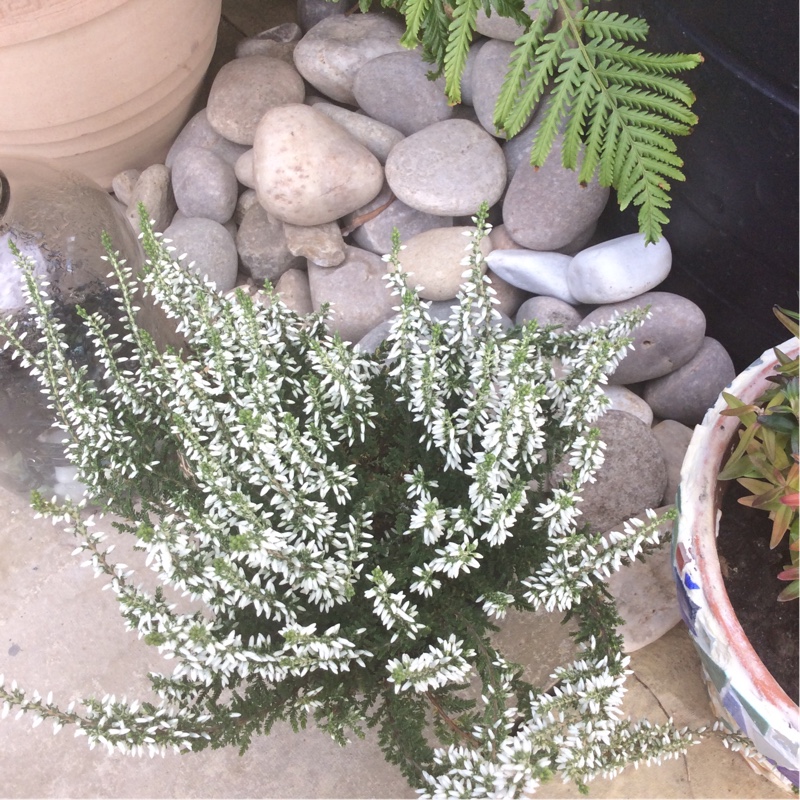 plant image 10303