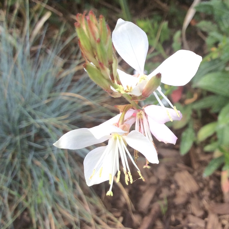 Oenothera lindheimeri  syn. Gaura lindheimeri