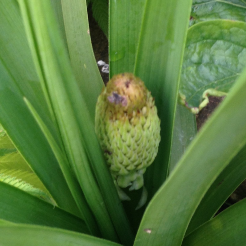 plant image 105271