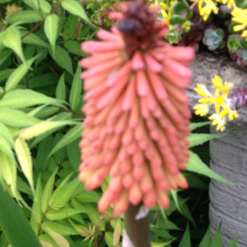 plant image 112238