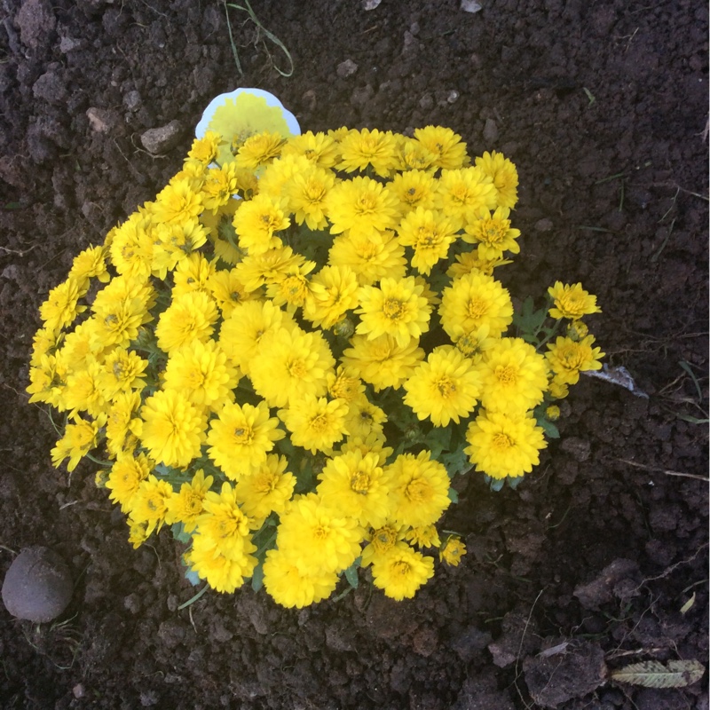 Plant image Chrysanthemum 'Poppins Yellow Jewel'