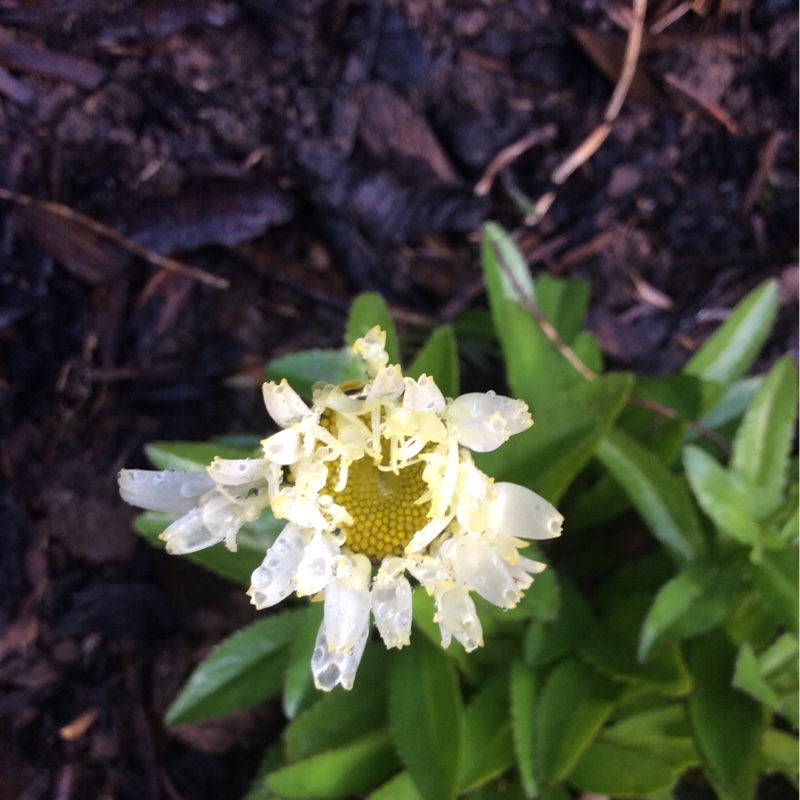 plant image 12149 plant image 12149