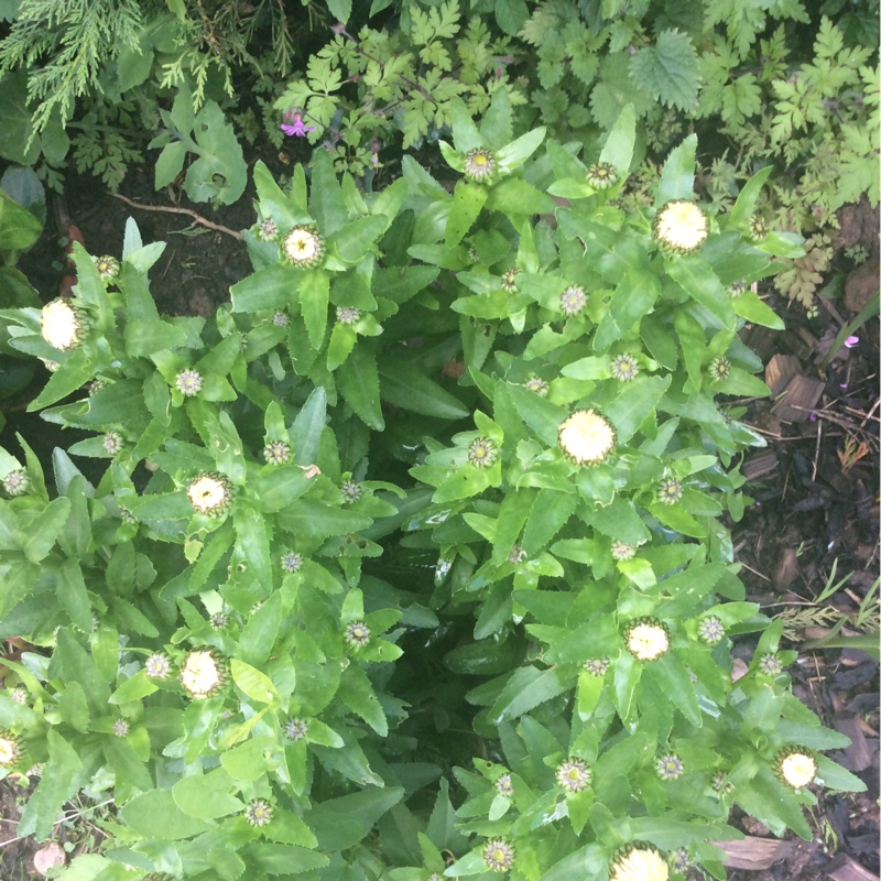 plant image 122168 plant image 122168