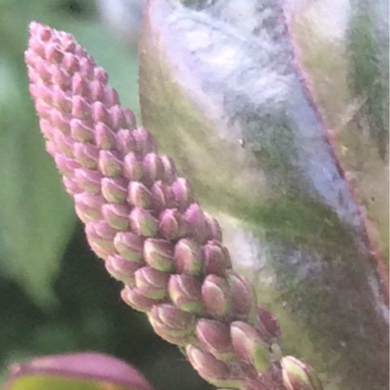 Plant image Hebe 'Midsummer Beauty'
