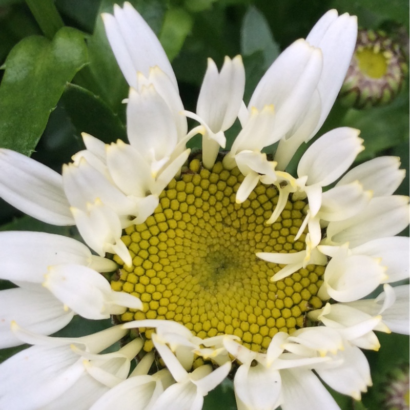 Plant image Leucanthemum x superbum 'Lacrosse'