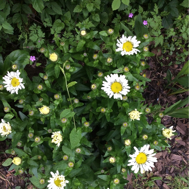 plant image 133286 plant image 133286